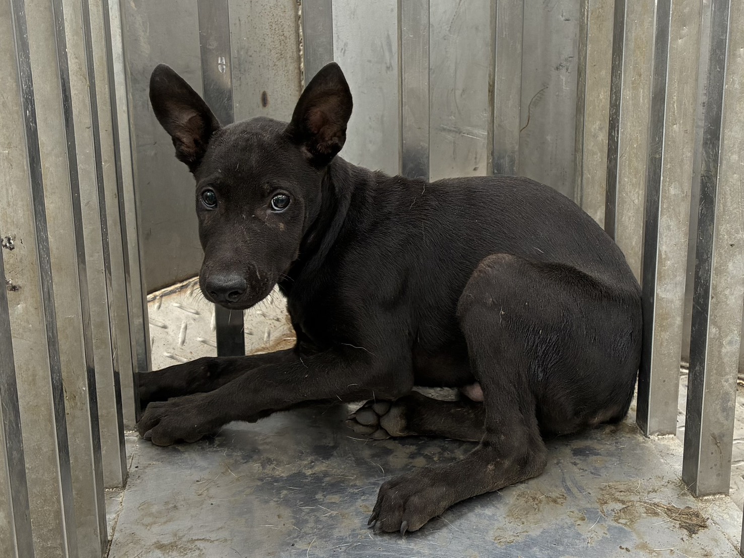 Black young female mixed-breed dog, Small, shelter no. …0003. Closer on the face.