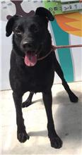 ミックス犬（オス・成犬・黒）、中型, 施設番号 …0024