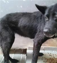 Black adult male mixed-breed dog, Medium, shelter no. …1403