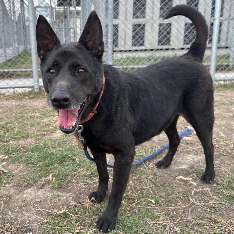 Black adult male mixed-breed dog, Medium, shelter no. …2604