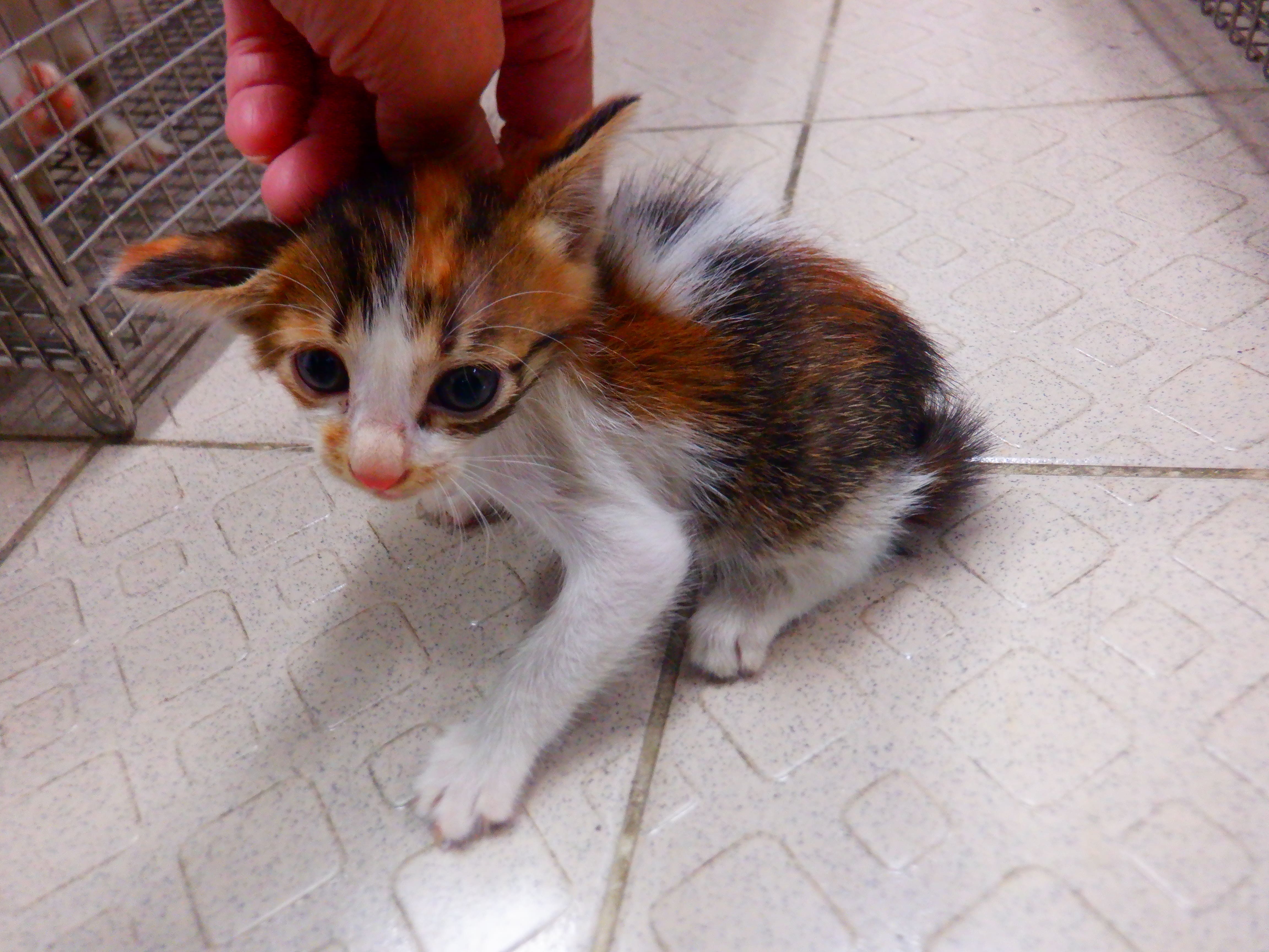 Gata mestiza hembra joven (tricolor), Pequeño, refugio n.º …15C3