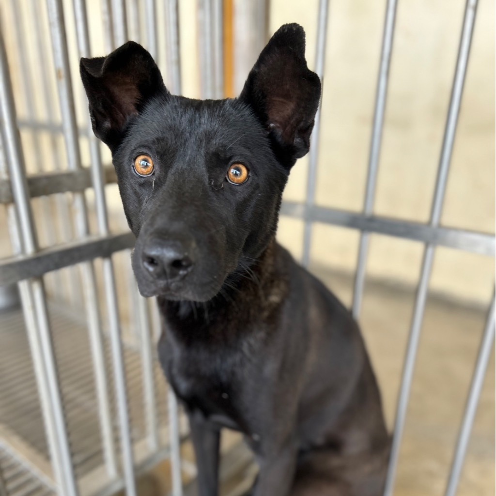ミックス犬（オス・成犬・黒）、大型, 施設番号 …5012
