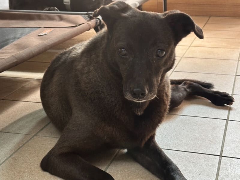 Chienne croisée femelle adulte (noir et blanc), Moyen, refuge n° …8006. Tout l'animal.