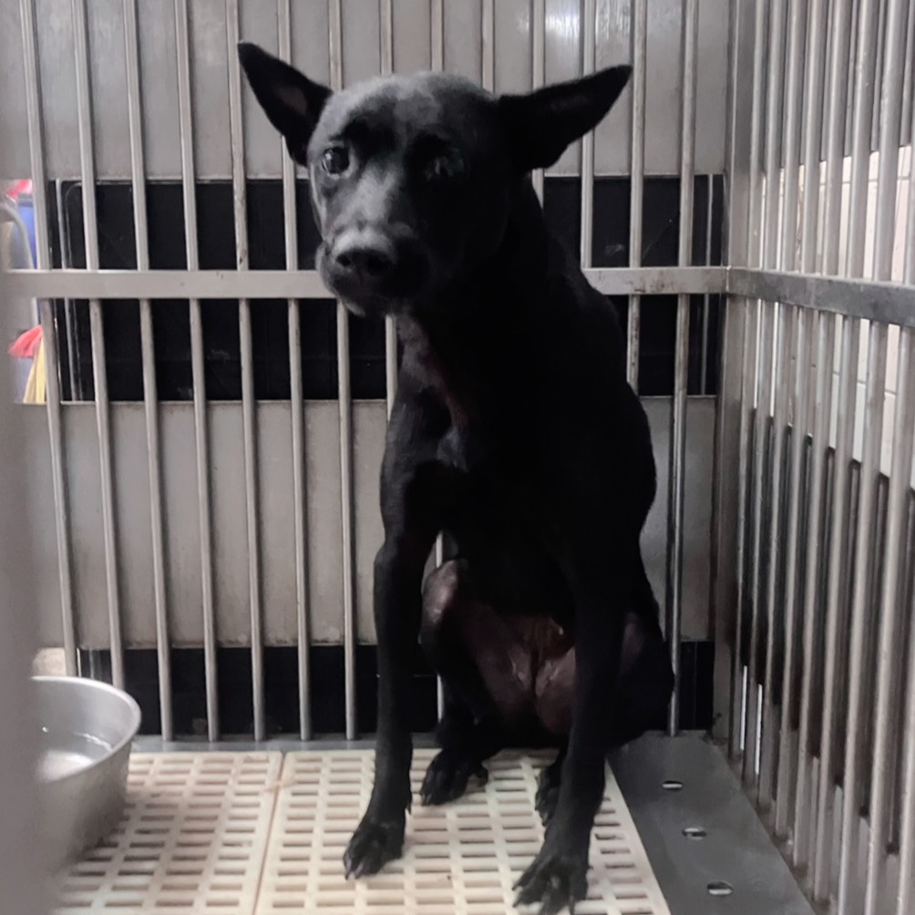 ミックス犬(メス・成犬・黒)、中型, 施設番号 …6004. 全身です。