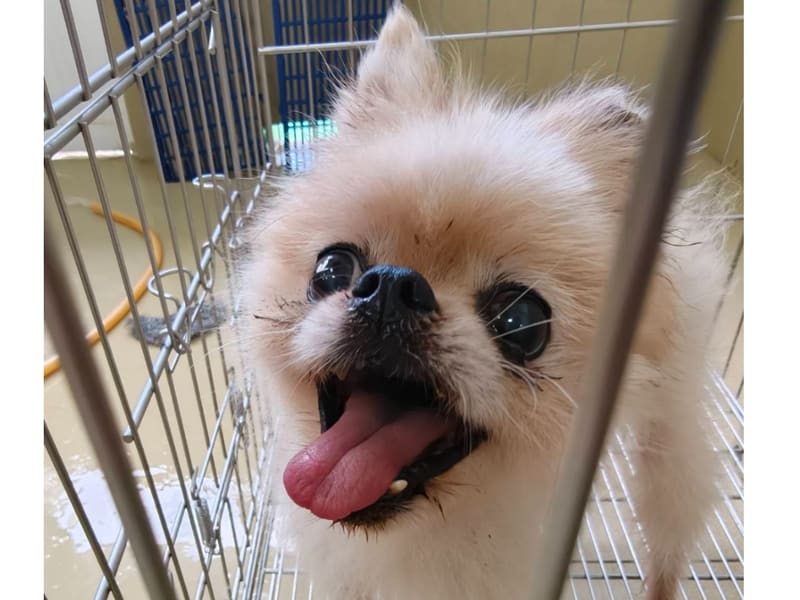 포메라니안 (수컷, 성견, 흰색), 소형, 보호소 번호 …9001