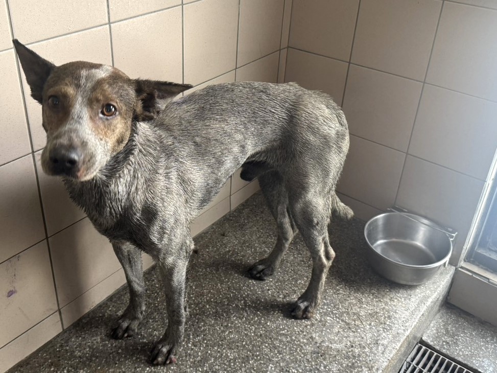 ミックス犬(オス・成犬・白)、大型, 施設番号 …1501. 顔のアップです。