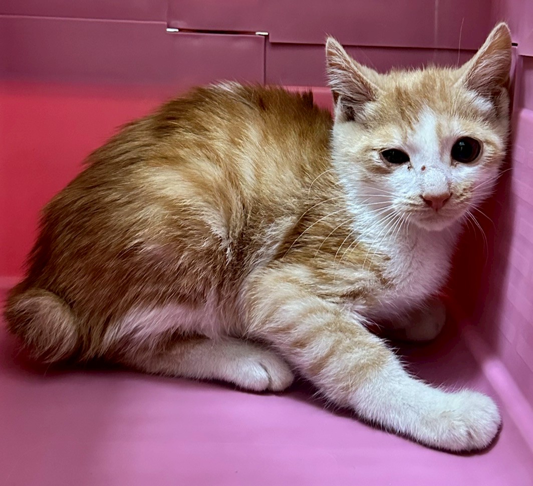 Young male mixed-breed cat, Small, shelter no. …8005. The whole animal.