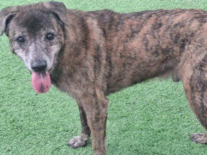 Tabby adult male mixed-breed dog, Medium, shelter no. …2006. The whole animal.
