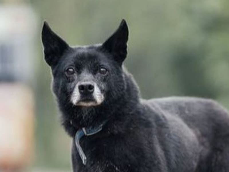 黑色成年母混种犬,中型, 收容编号 …2011. 脸部特写。