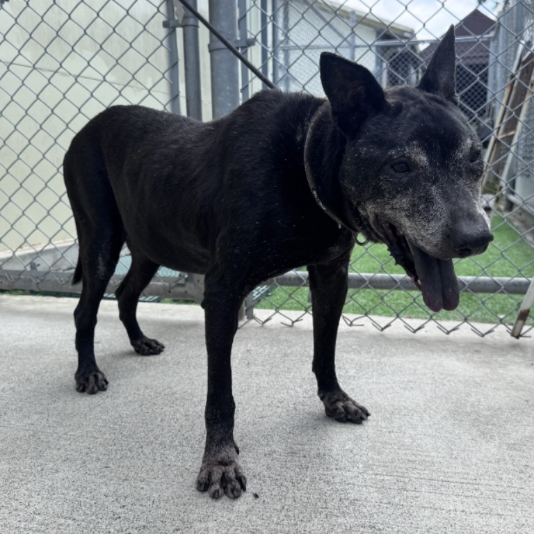 Black adult male mixed-breed dog, Medium, shelter no. …0401