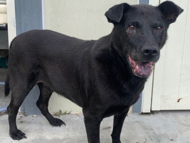 Black adult male mixed-breed dog, Medium, shelter no. …0601. The whole animal.