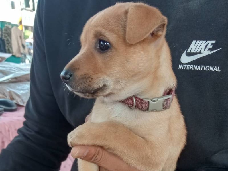 黄色青年公混种犬，中型, 收容编号 …4003. 完整的宠物。
