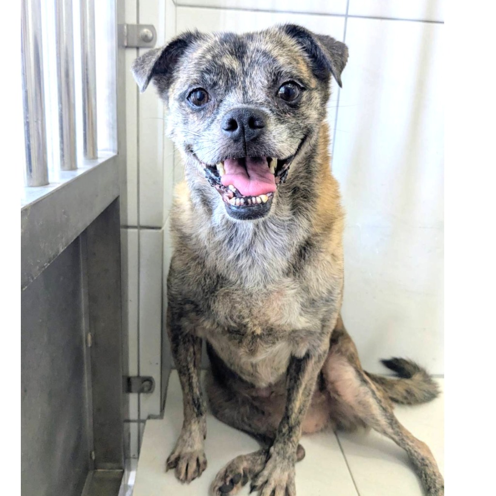 Perra mestiza hembra adulta (atigrado), Mediano, refugio n.º …2041. Todo el animal.