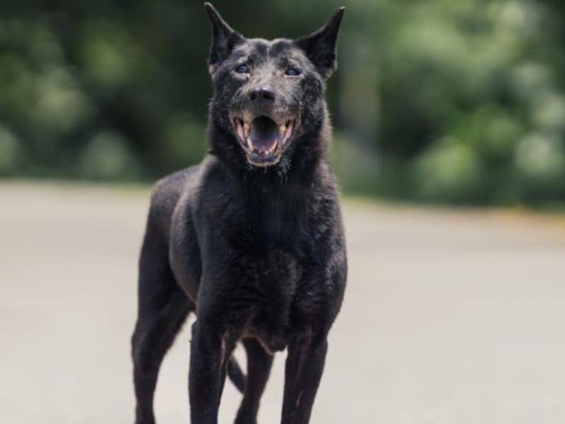 Black adult male mixed-breed dog, Medium, shelter no. …0501