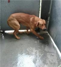 Tan adult male mixed-breed dog, Medium, shelter no. …2301