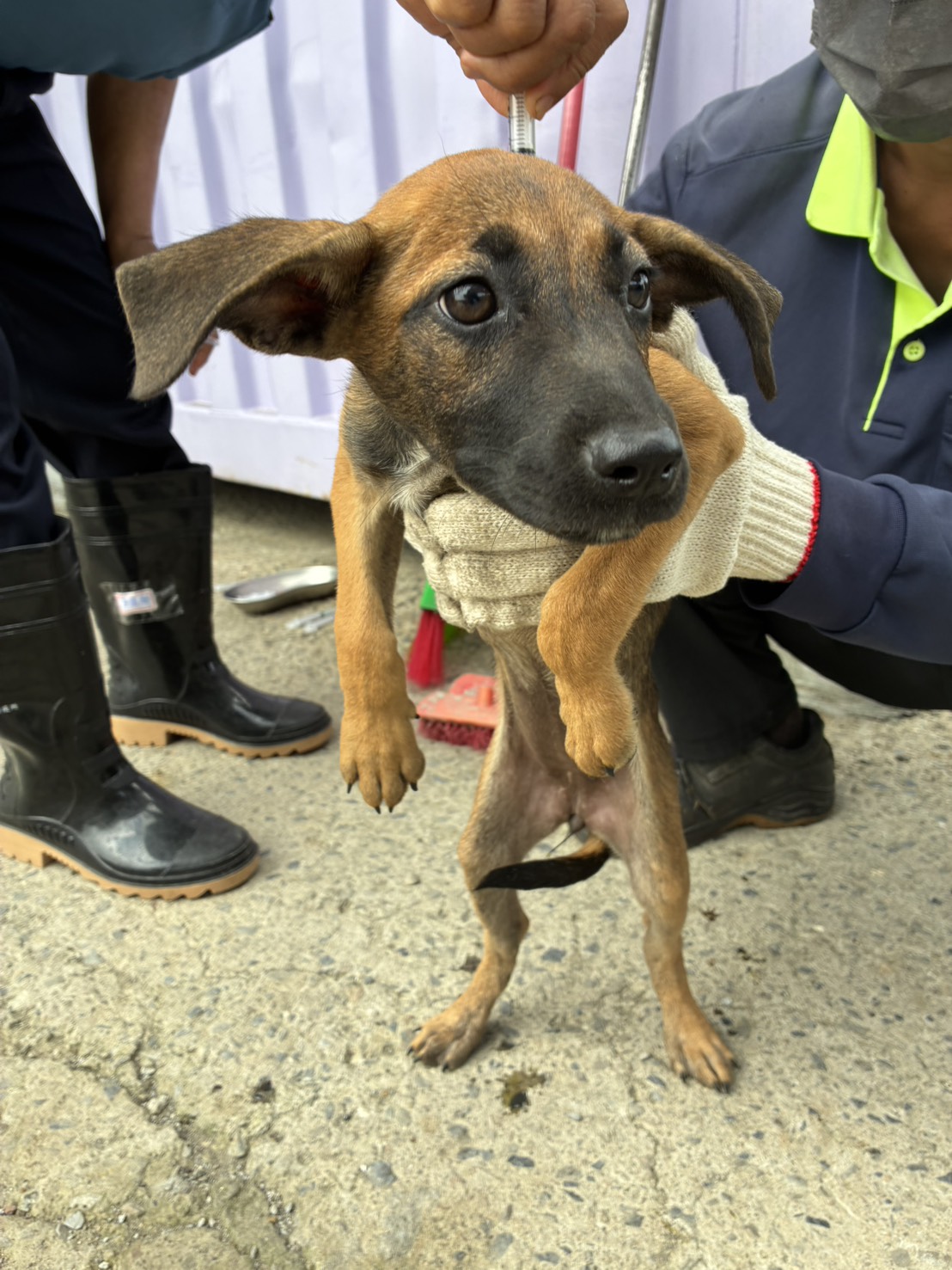 Young female mixed-breed dog, Small, shelter no. …7010