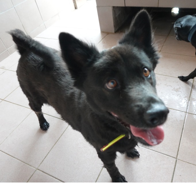 Perra mestiza hembra adulta (negro), Mediano, refugio n.º …9-01. Más cerca de la cara.
