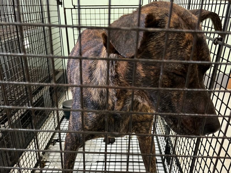 ミックス犬（オス・成犬・トラ）、小型, 施設番号 …8D01. 顔のアップです。