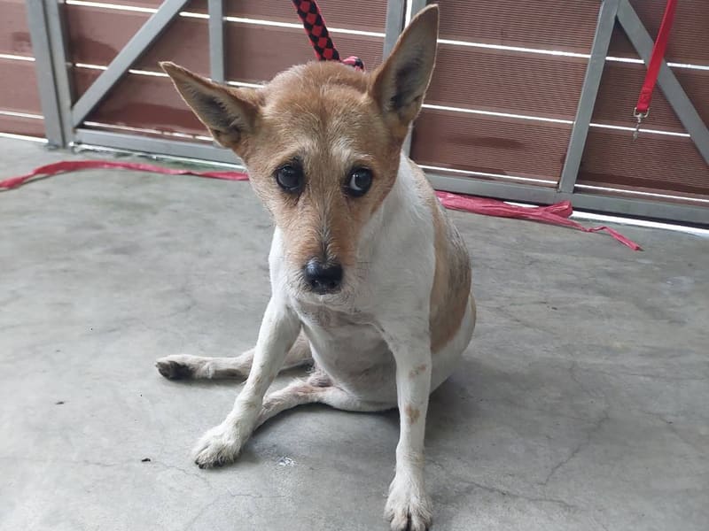 Perro mestizo macho adulto (canela y blanco), Mediano, refugio n.º …5001