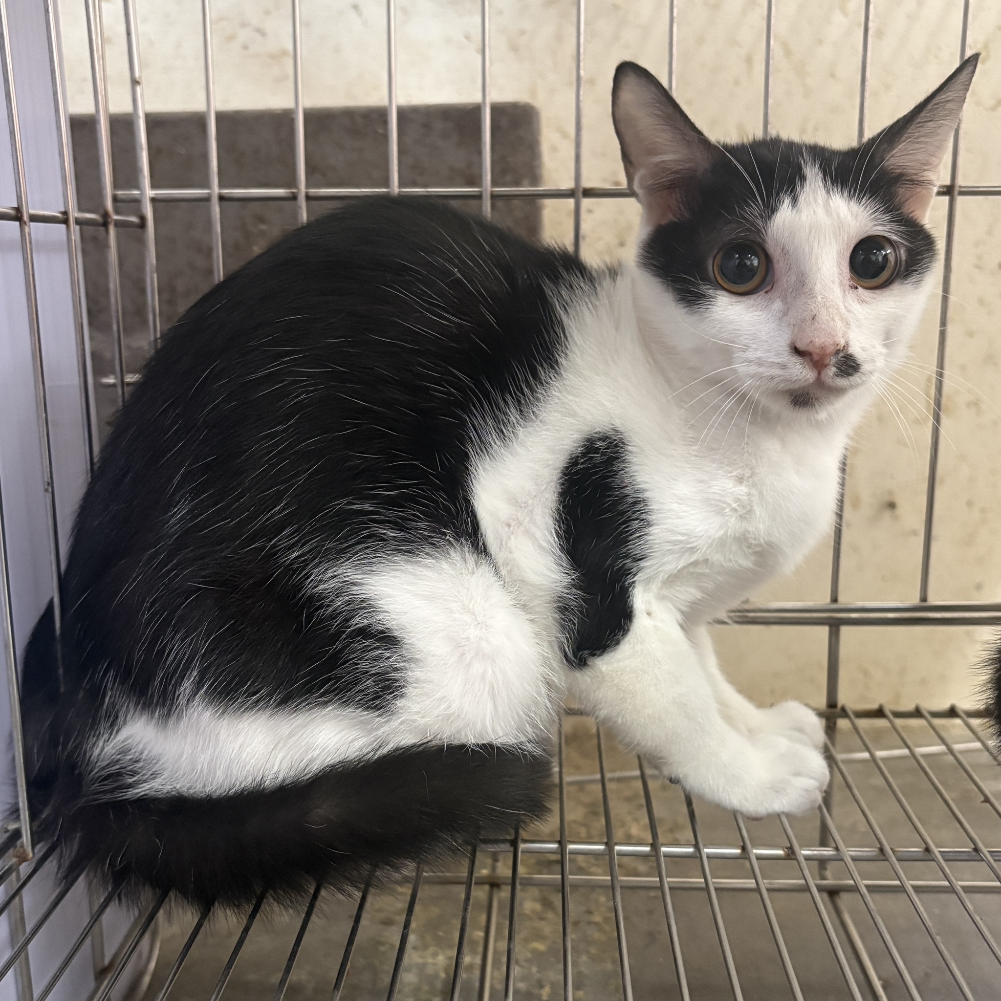 Pusang halo ang lahi (Babae, Bata, itim at puti), Katamtaman, blg. ng shelter …5002. Ang buong hayop.