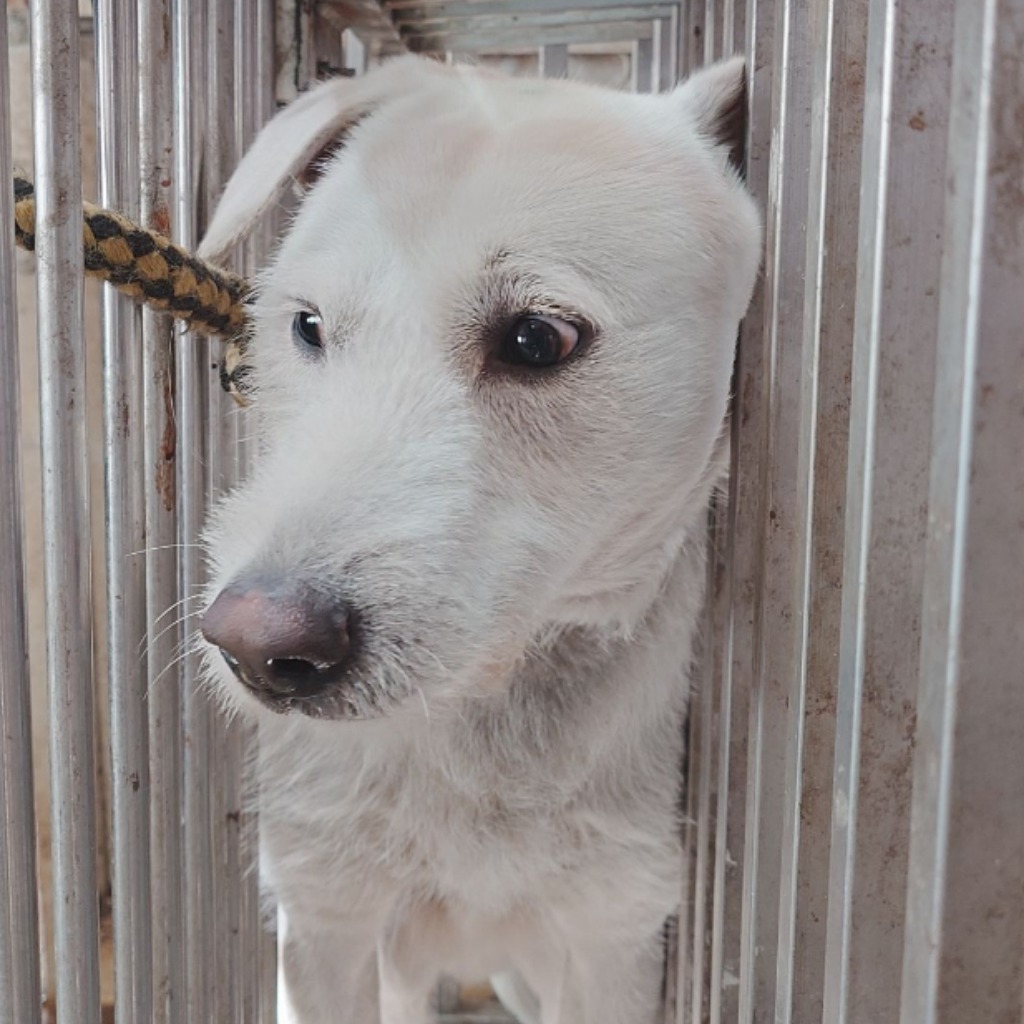 ミックス犬(オス・成犬・白)、中型, 施設番号 …1-05. 顔のアップです。
