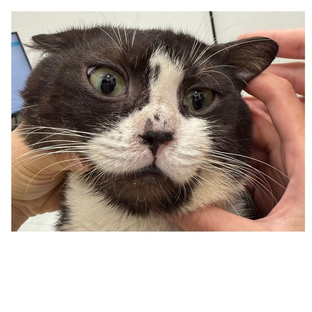 Black-and-white adult male American Shorthair, Medium, shelter no. …2514. Closer on the face.