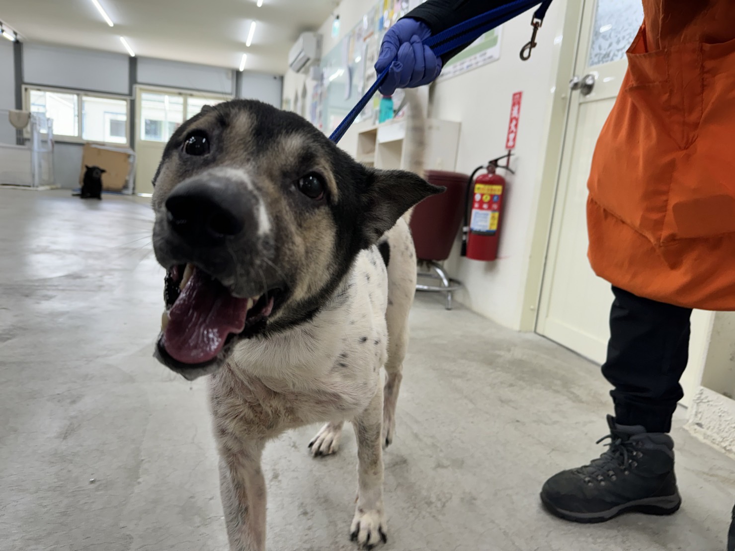 Black-and-white adult male mixed-breed dog, Medium, shelter no. …1201