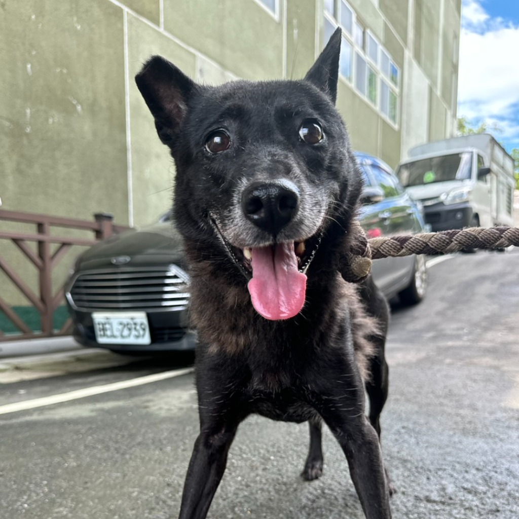 Perro mestizo macho adulto (negro), Mediano, refugio n.º …0001