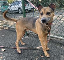 Black-and-tan adult male mixed-breed dog, Medium, shelter no. …0402