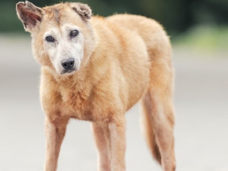 黄色成年母混种犬,中型, 收容编号 …2010. 完整的宠物。