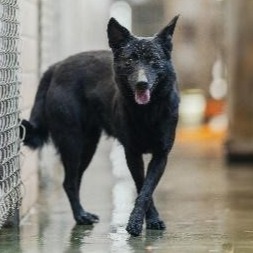 Black adult female mixed-breed dog, Medium, shelter no. …3001