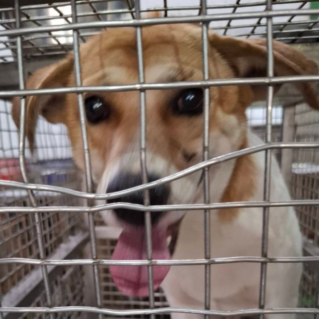 ミックス犬(オス・成犬・茶と白)、中型, 施設番号 …2-07. 顔のアップです。