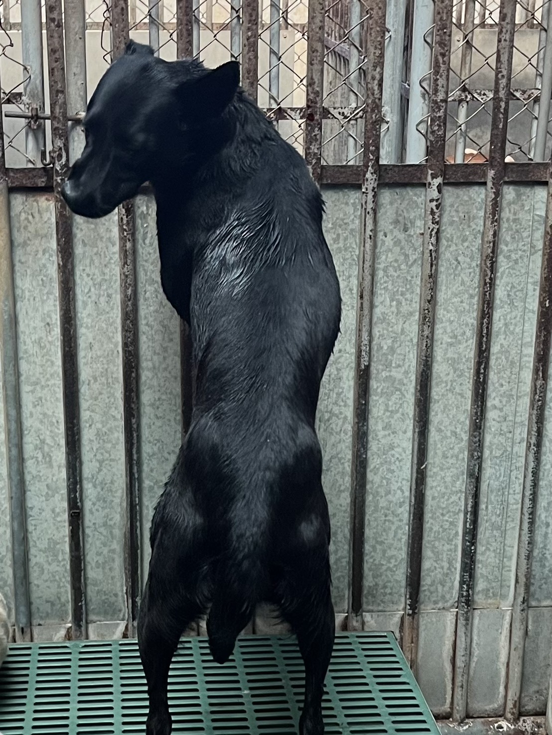 Black adult female mixed-breed dog, Medium, shelter no. …6014. The whole animal.