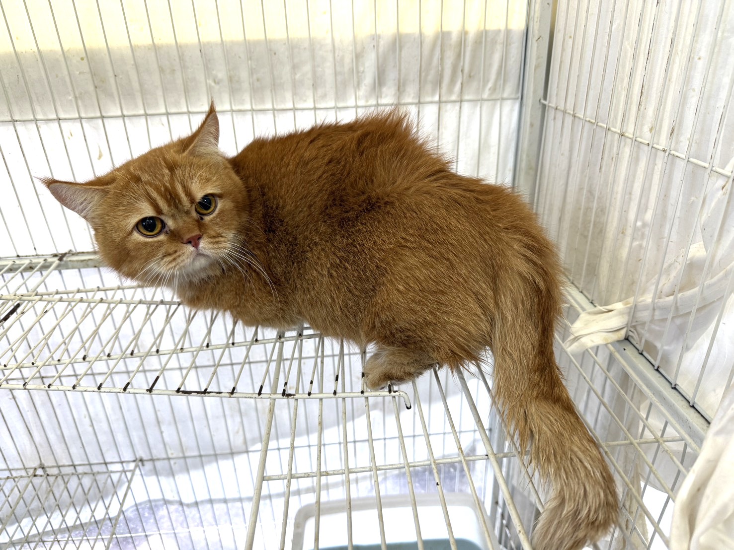 Orange adult male Munchkin cat, Small, shelter no. …C4-2. The whole animal.