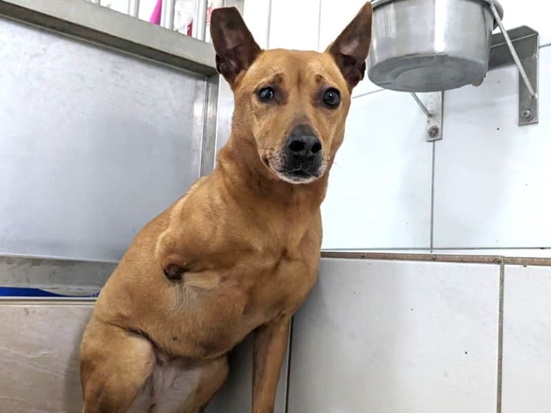 Perra mestiza hembra adulta (canela), Mediano, refugio n.º …4001. Todo la mascota.