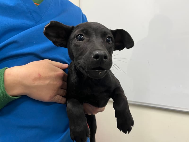 Perra mestiza hembra joven (negro), Pequeño, refugio n.º …2605. Todo el animal.