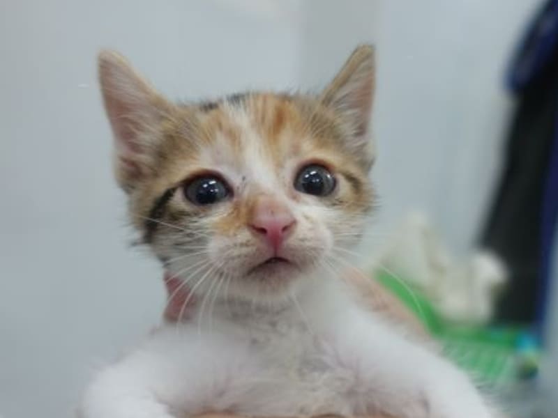 Pusang halo ang lahi (Babae, Bata, tatlong kulay), Maliit, blg. ng shelter …1759. Mas malapit sa mukha.
