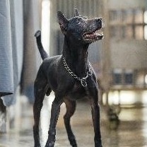 Black adult male mixed-breed dog, Medium, shelter no. …7001