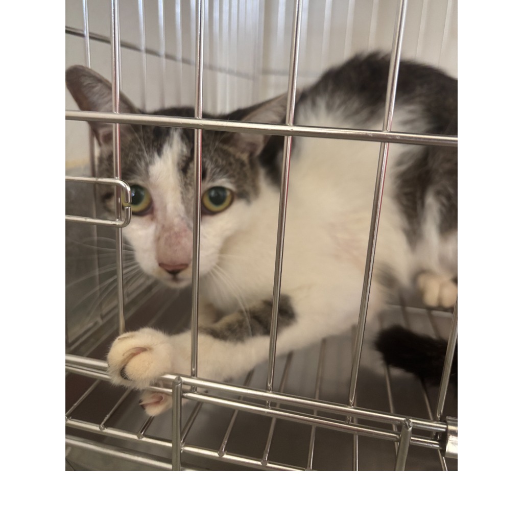 Tabby-and-white adult male mixed-breed cat, Medium, shelter no. …0002. Closer on the face.