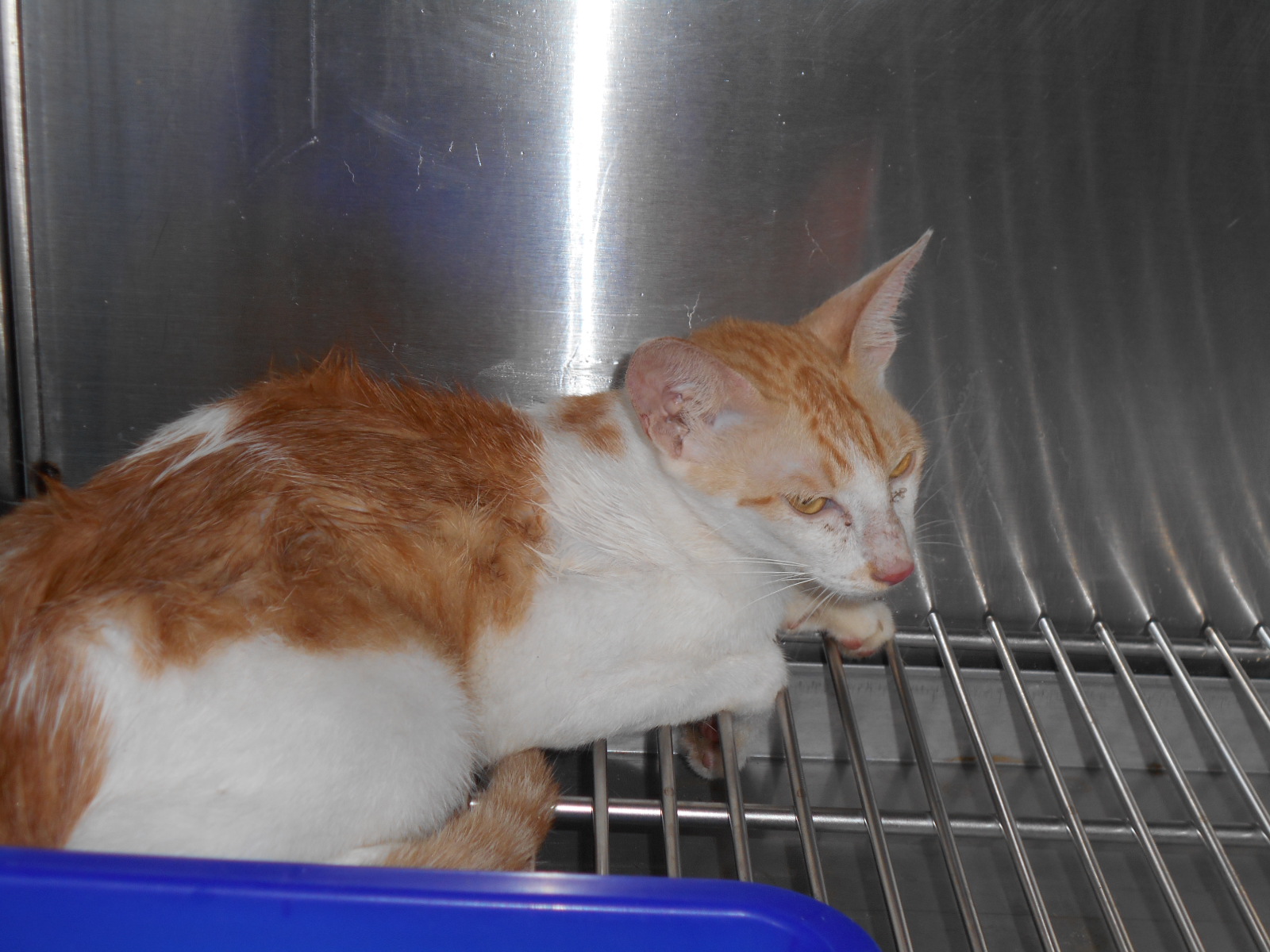 Gato mestizo macho adulto (atigrado y blanco), Mediano, refugio n.º …7017