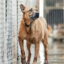 Tan adult female mixed-breed dog, Medium, shelter no. …0001