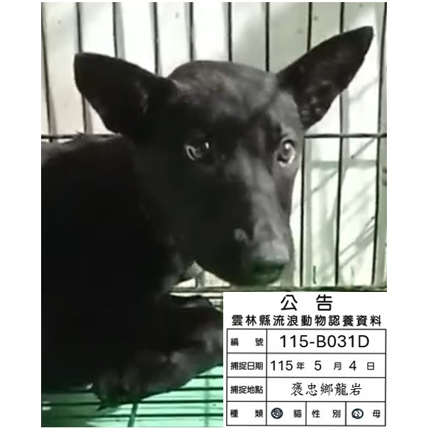 Chó lai (Đực, Trưởng thành, đen), Lớn, số trại …031D. Cận cảnh khuôn mặt.