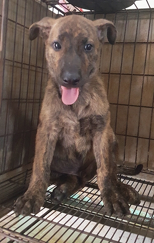 虎斑色青年公混种犬,中型, 收容编号 …0025. 脸部特写。