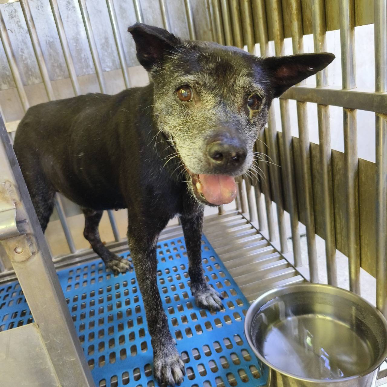 Black adult male mixed-breed dog, Medium, shelter no. …4001