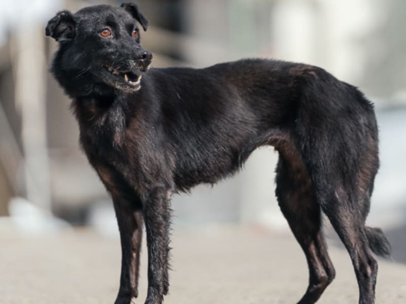 Black adult female mixed-breed dog, Medium, shelter no. …2201. The whole animal.