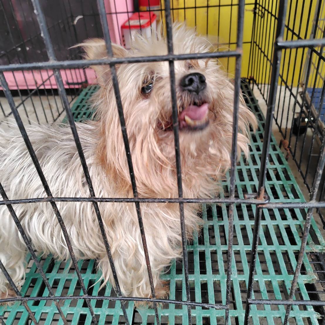 Brown adult male Yorkshire Terrier, Small, shelter no. …1001