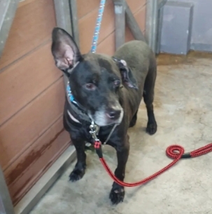 Perro mestizo macho adulto (negro), Mediano, refugio n.º …6007. Más cerca de la cara.