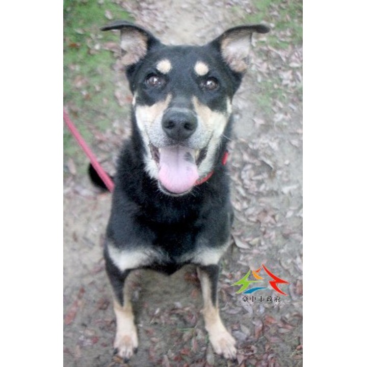 Black-and-brown adult female mixed-breed dog, Large, shelter no. …6006