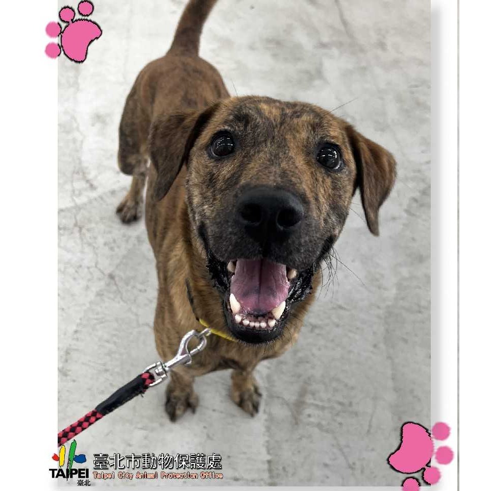 Tabby adult male mixed-breed dog, Medium, shelter no. …1003