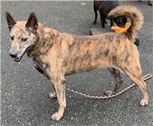 ミックス犬（メス・成犬・トラ）、中型, 施設番号 …2114